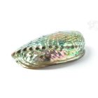 Abalon ékszertartó tálka