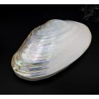 Kagylós ékszertartó doboz - nagy