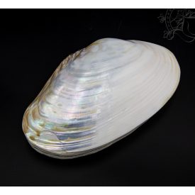 Kagylós ékszertartó doboz - nagy