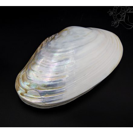 Kagylós ékszertartó doboz - nagy