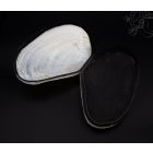 Kagylós ékszertartó doboz - nagy