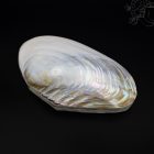 Kagylós ékszertartó doboz - nagy