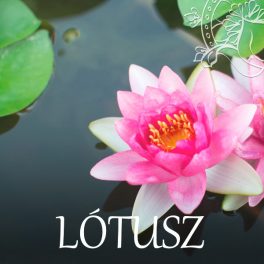 Lótusz