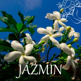 Jázmin