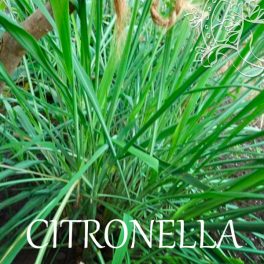 Citronella/citrom/citromfű