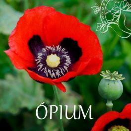 Ópium