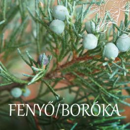 Fenyő/boróka