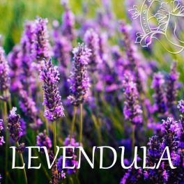 Levendula
